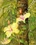YellowHibiscus_WC_I_C